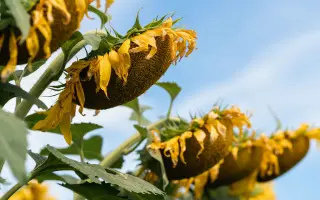 N4H422 CL / Н4Х422 КЛ