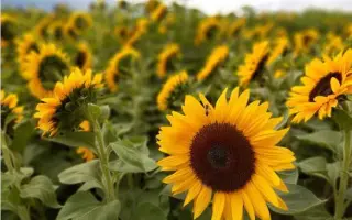 N4H470 CLP / Н4Х470 КЛП