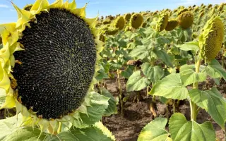 N5H493 CL / Н5Х493 КЛ