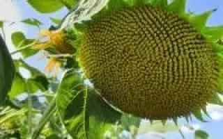 N6LM304 / Н6ЛМ304