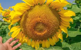 NA Bastet / НА Бастет