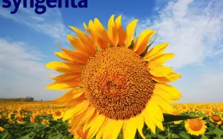 NK Alego / НК Алего