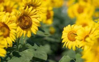 NK Oktava / НК Октава