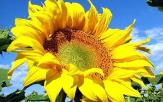 NК Ferti / НК Ферті