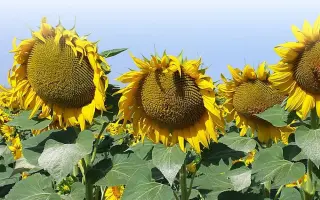 NOUMEA / НОУМЕА