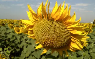 NS Div / НС Дів