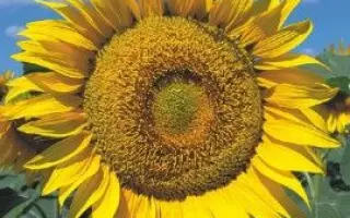 NS Dionis / НС Діоніс