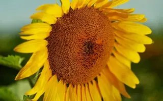 NS Colonel / НС Колонел