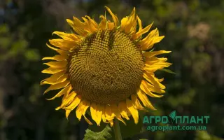 NS KONSTANTIN / НС КОНСТАНТІН