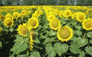 NS OSKAR / НС ОСКАР