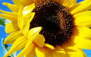 NS Sumo 2018 / НС Сумо 2018