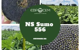 NS Sumo 2019 / НС Сумо 2019