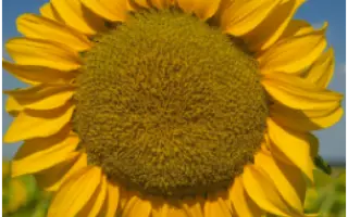 NS H 1749 / НС Х 1749