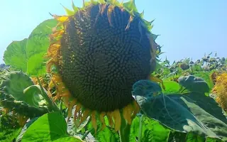 NS H 187 / НС Х 187