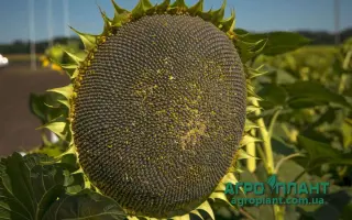 NS H 2649 / НС Х 2649