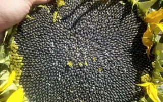 NS H 2652 / НС Х 2652