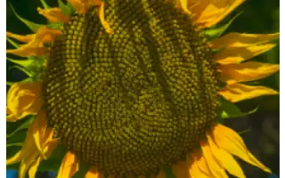 NS H 26749 / НС Х 26749