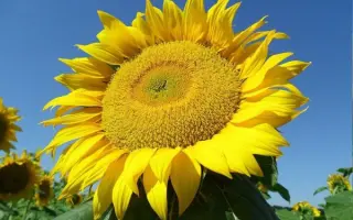 NS H 26752 / НС Х 26752