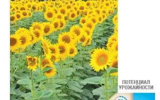 NS H 4916 / НС Х 4916