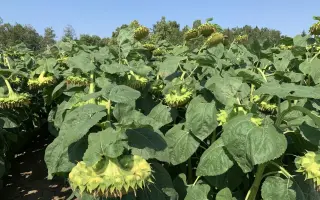 NS H 498 / НС Х 498