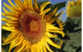 NS H 6342 / НС Х 6342