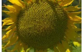 NS H 6376 / НС Х 6376