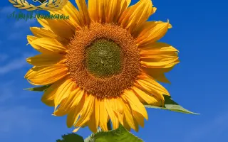 NS H 6589 / НС Х 6589