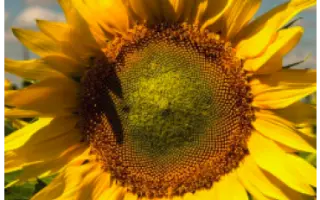 NS H 6593 / НС Х 6593