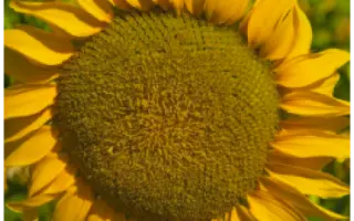 NS H 6962 / НС Х 6962