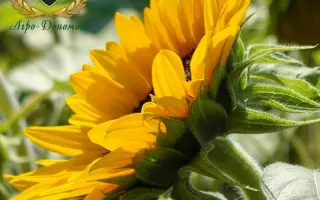 NS H 7037 / НС Х 7037