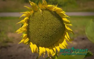 NS H 7258 / НС Х 7258