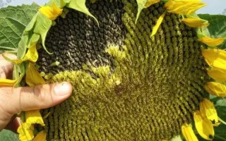 NS H 7634 / НС Х 7634