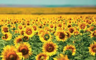 NS H 7637 / НС Х 7637