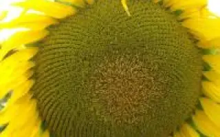 NS H 7736 / НС Х 7736