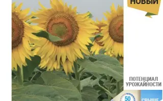 NS H 7746 / НС Х 7746