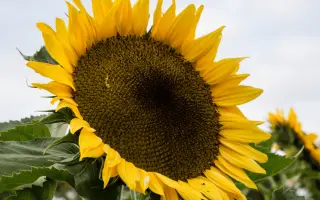 NS H 7898 / НС Х 7898