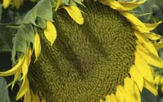 NS-H-6043 / НС-Х-6043