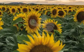 Numantia / Нумантія