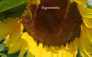 Олександрит