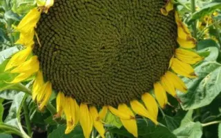 ORFEO ST / ОРФЕО ШТ