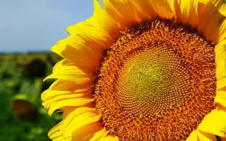 P62LL109 / П62ЛЛ109