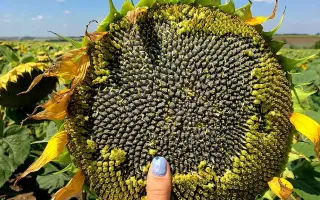 P63LE113 / П63ЛЕ113