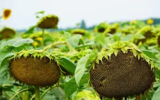 P64LE25 / П64ЛЕ25