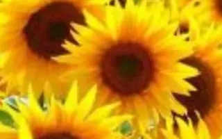 P64LP180 / П64ЛП180