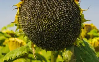 P64LC108 / П64ЛЦ108