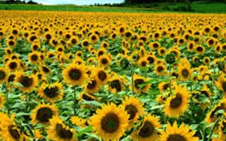 PAN 901 / ПАН 901