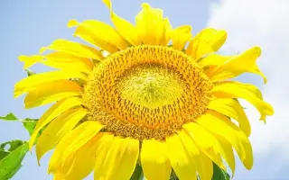 PR64F66 / ПР64Ф66