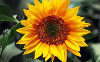 Pronto OR7 / Пронто ОР7