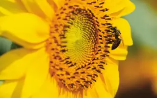 Reasun / Реасан