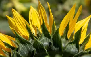 RGT VALLENCIA CLP / РЖТ ВАЛЛЕНСІЯ КЛП